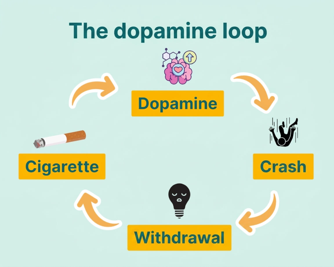 The dopamine loop: cigarette, dopamine, crash, withdrawal